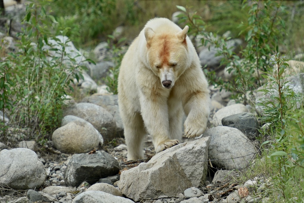 Spirit Bear (Kermode Bear)
