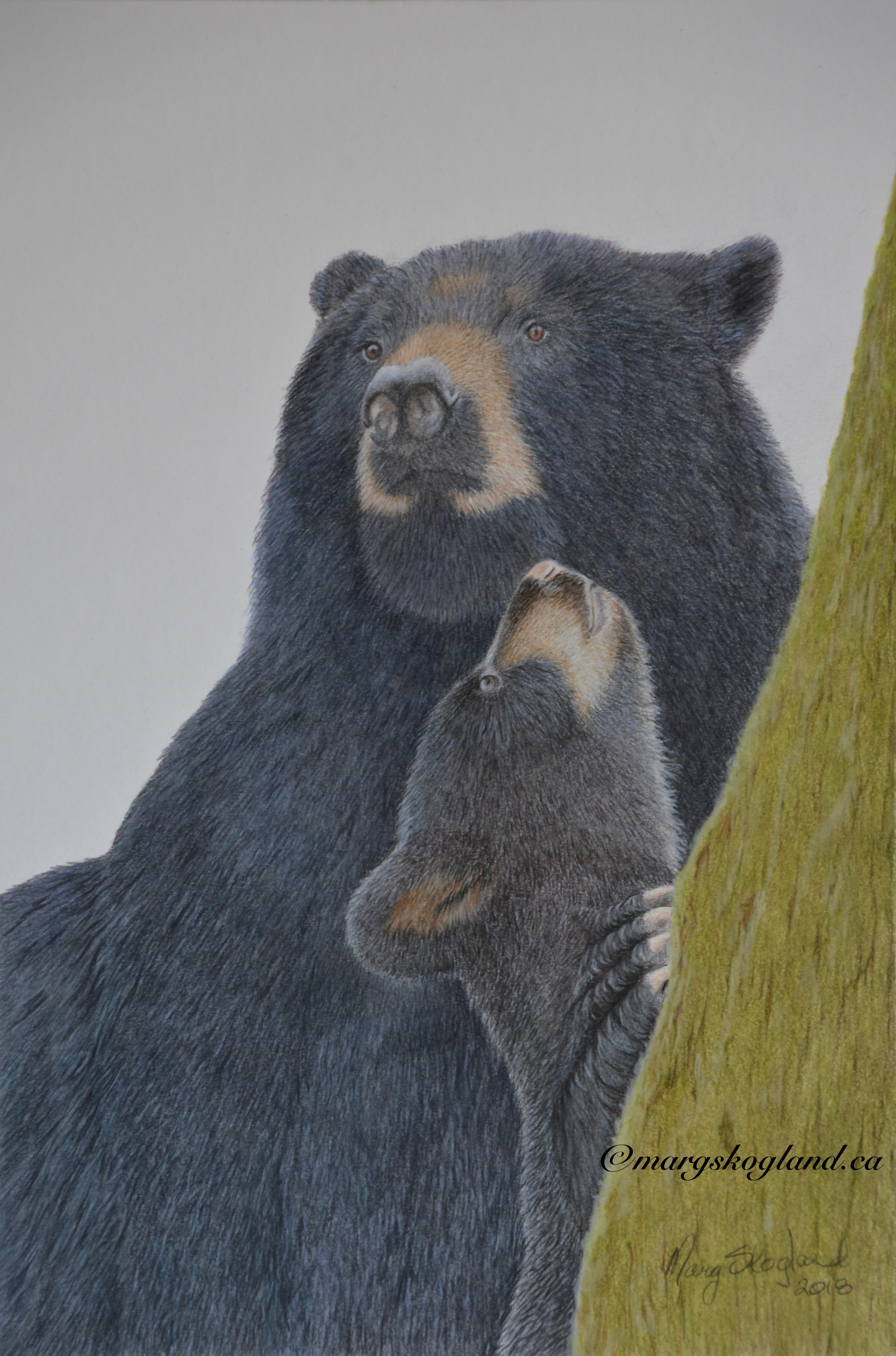 Black Bears – Mother and Cub 2
