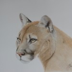 Cougar Portrait