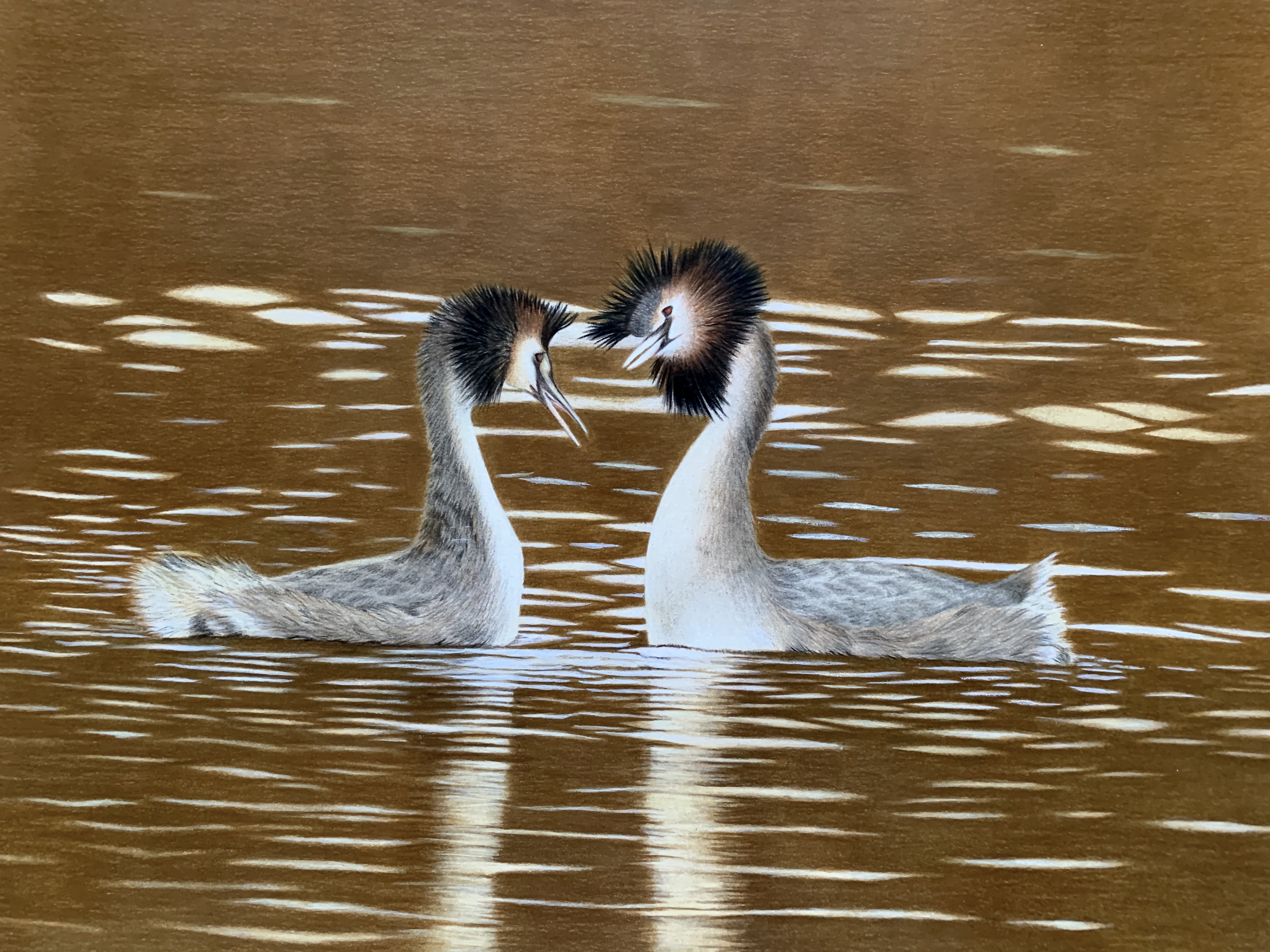 Great Crested Grebe Pair