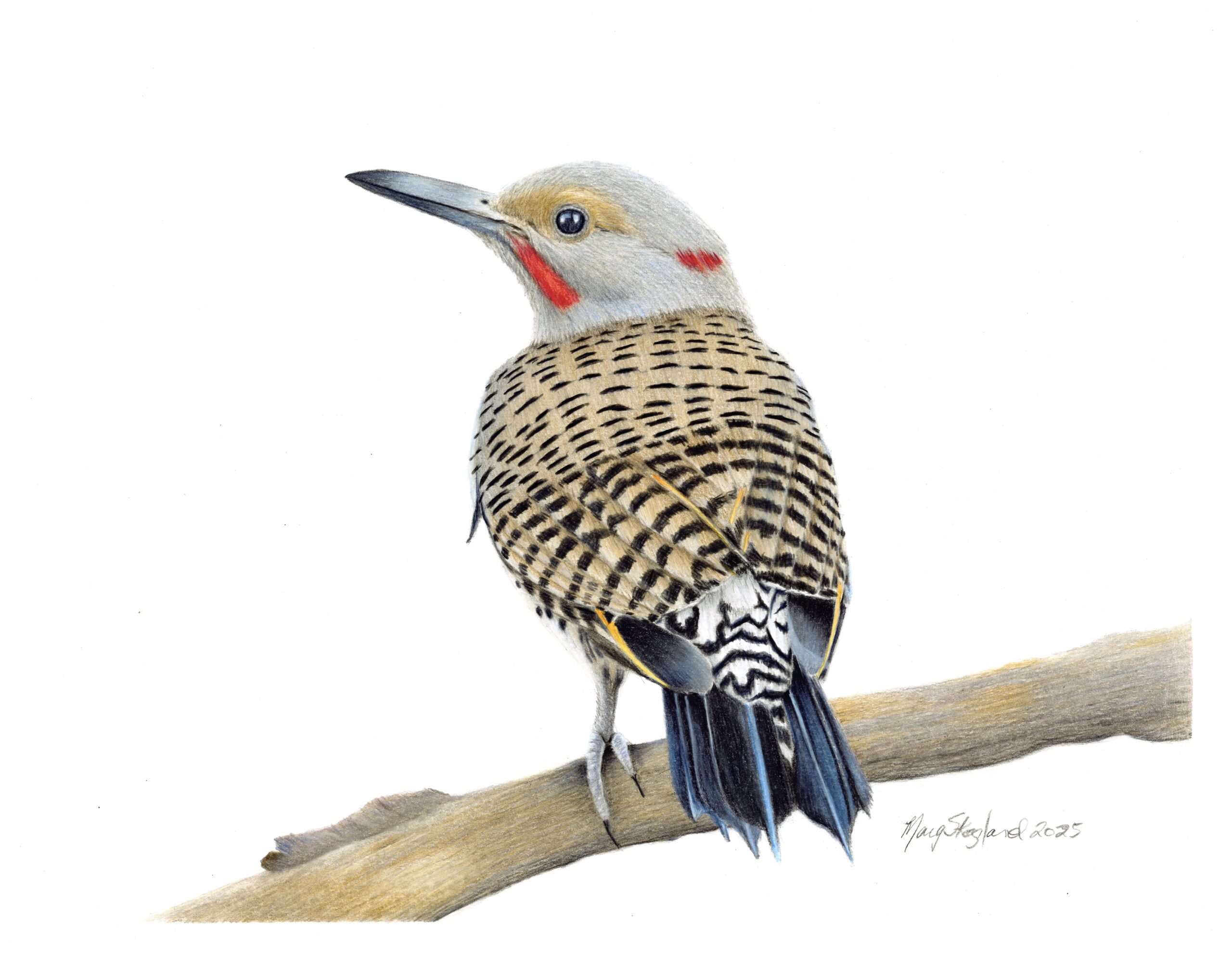 Northern Flicker